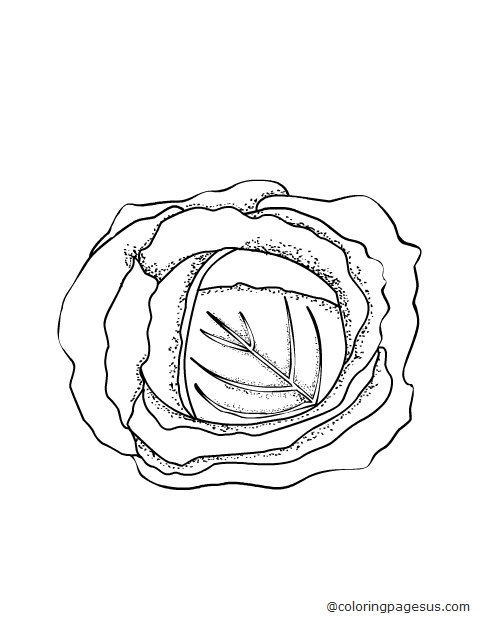 cabbage03 coloring page