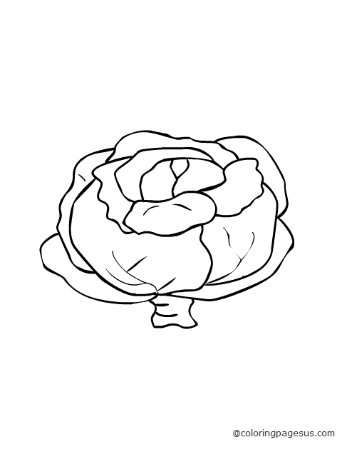 cabbage04 coloring page
