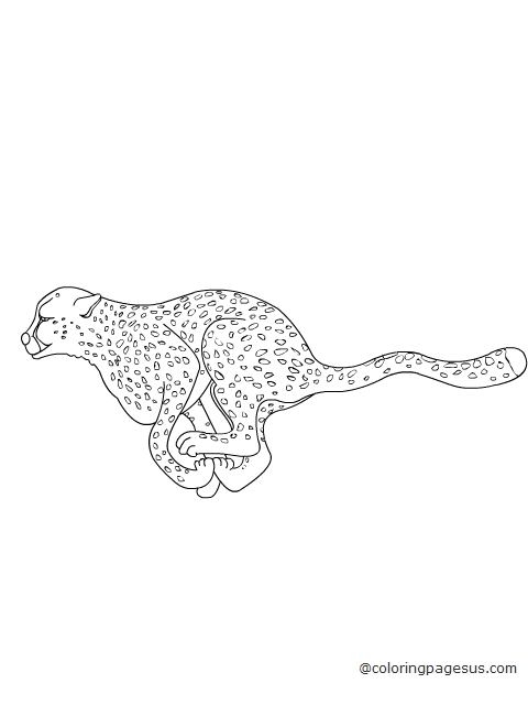 cheetah03 coloring page