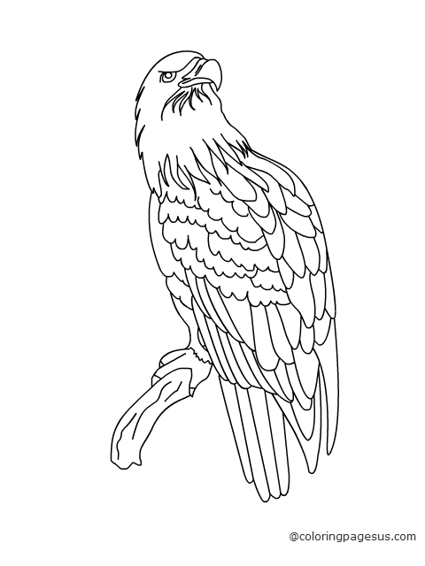 eagle01 coloring page
