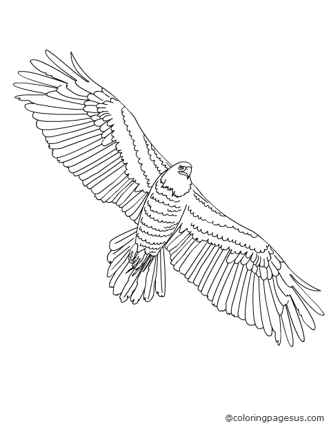 eagle03 coloring page