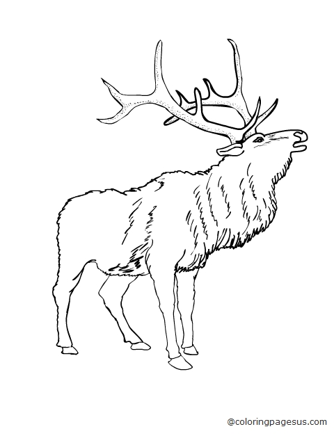 elk03 coloring page