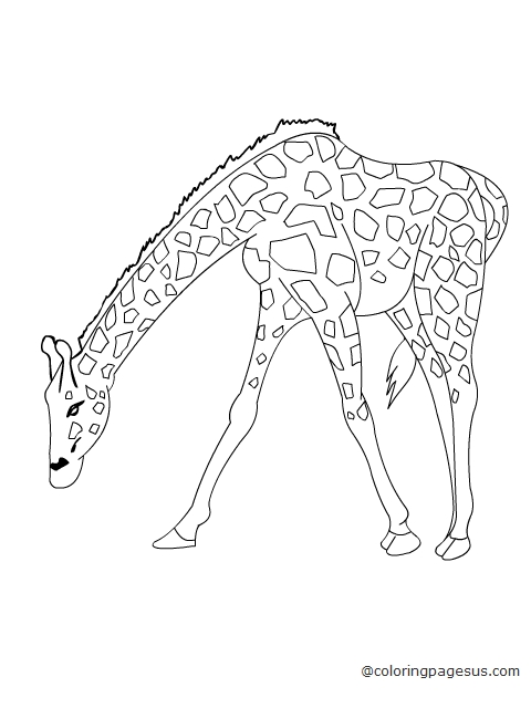 giraffe02 coloring page