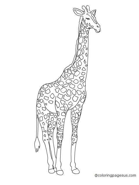 giraffe03 coloring page