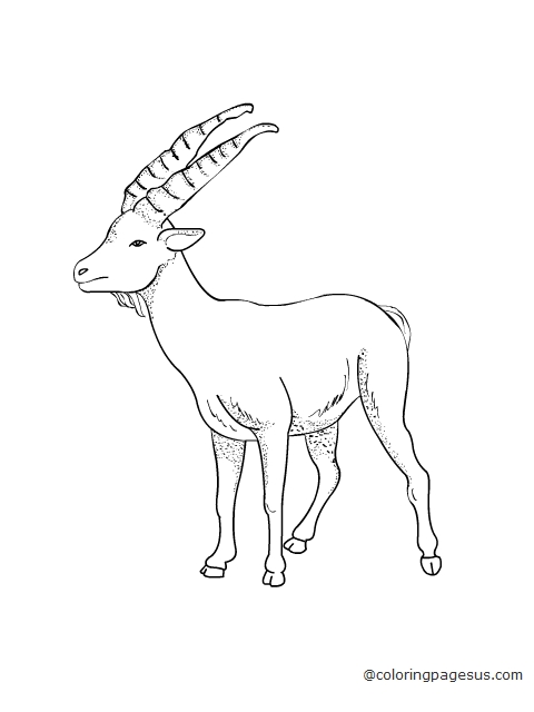 goat01 coloring page