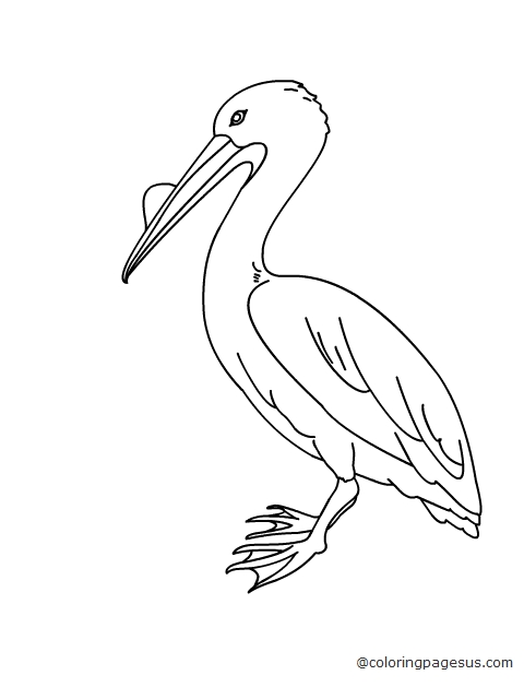 pelican04 coloring page