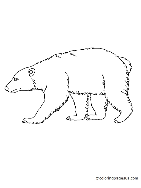 polarbear01 coloring page