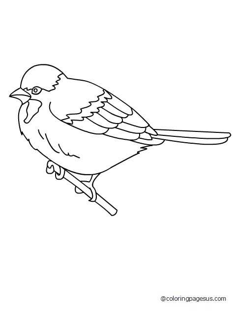 sparow02 coloring page