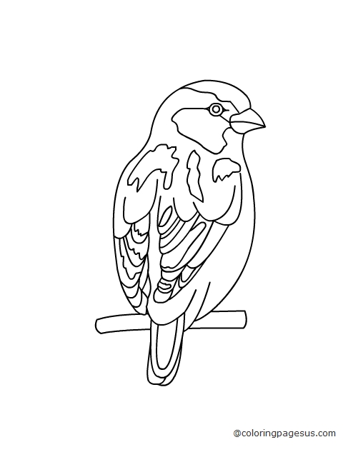 sparow03 coloring page