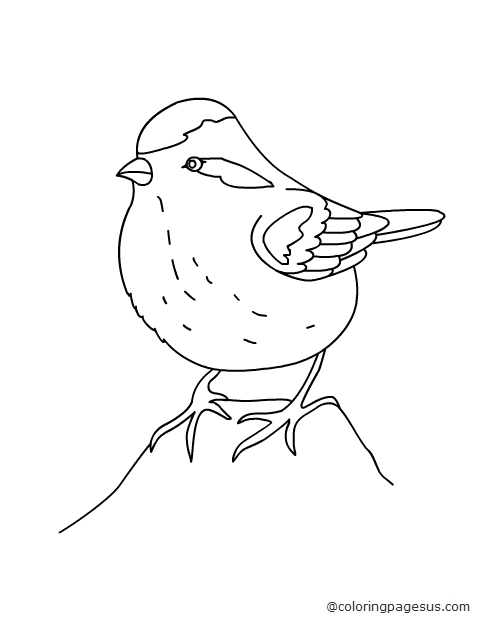 sparow04 coloring page