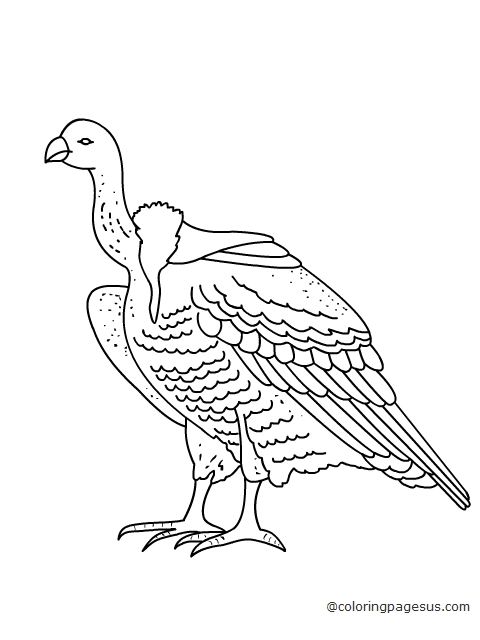 vulture01 coloring page