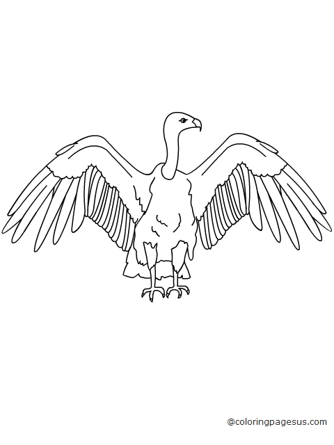 vulture03 coloring page