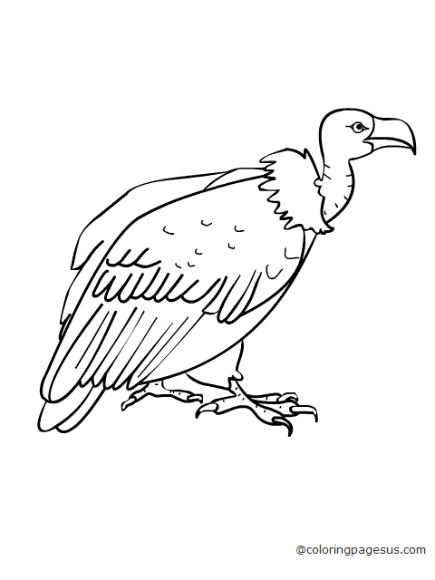 vulture04 coloring page