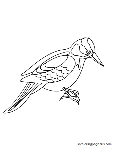 woodpecker03 coloring page
