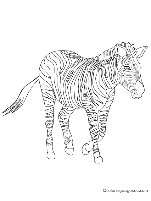 zebra01 coloring page