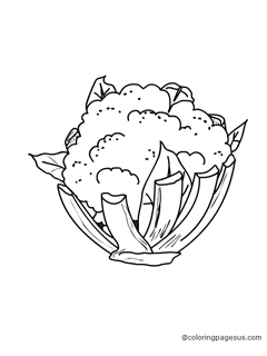 cauliflower03 coloring page