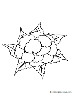 cauliflower04 coloring page