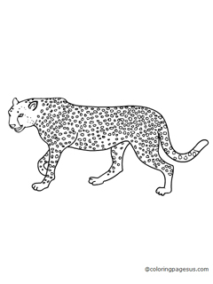 cheetah01 coloring page