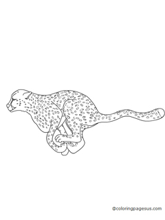 cheetah03 coloring page