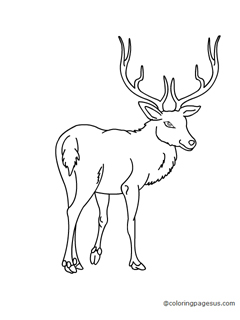 deer02 coloring page