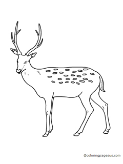 deer03 coloring page