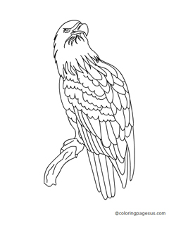 eagle01 coloring page