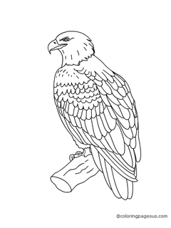 eagle04 coloring page