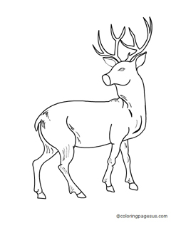 elk02 coloring page