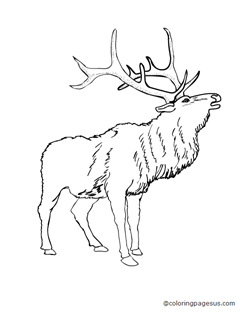 elk03 coloring page