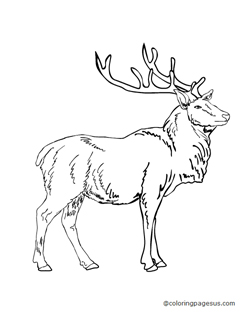 elk04 coloring page