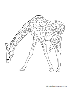 giraffe02 coloring page