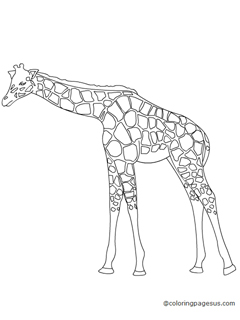 giraffe04 coloring page