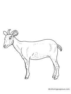 goat02 coloring page