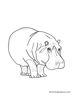 hippopotamus01 coloring page