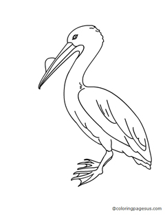 pelican04 coloring page