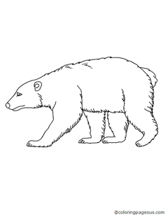 polarbear01 coloring page