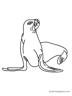 sealion01 coloring page