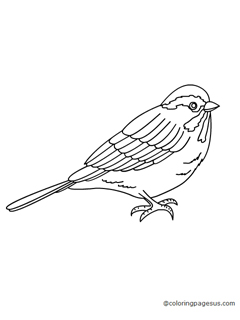 sparow01 coloring page