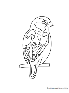 sparow03 coloring page