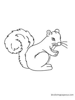squirell02 coloring page