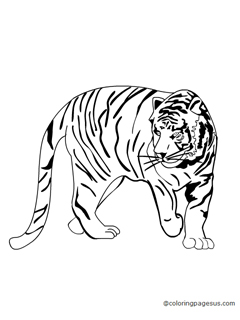 tiger01 coloring page