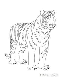 tiger04 coloring page