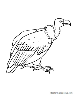 vulture04 coloring page