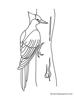woodpecker04 coloring page