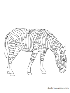 zebra04 coloring page